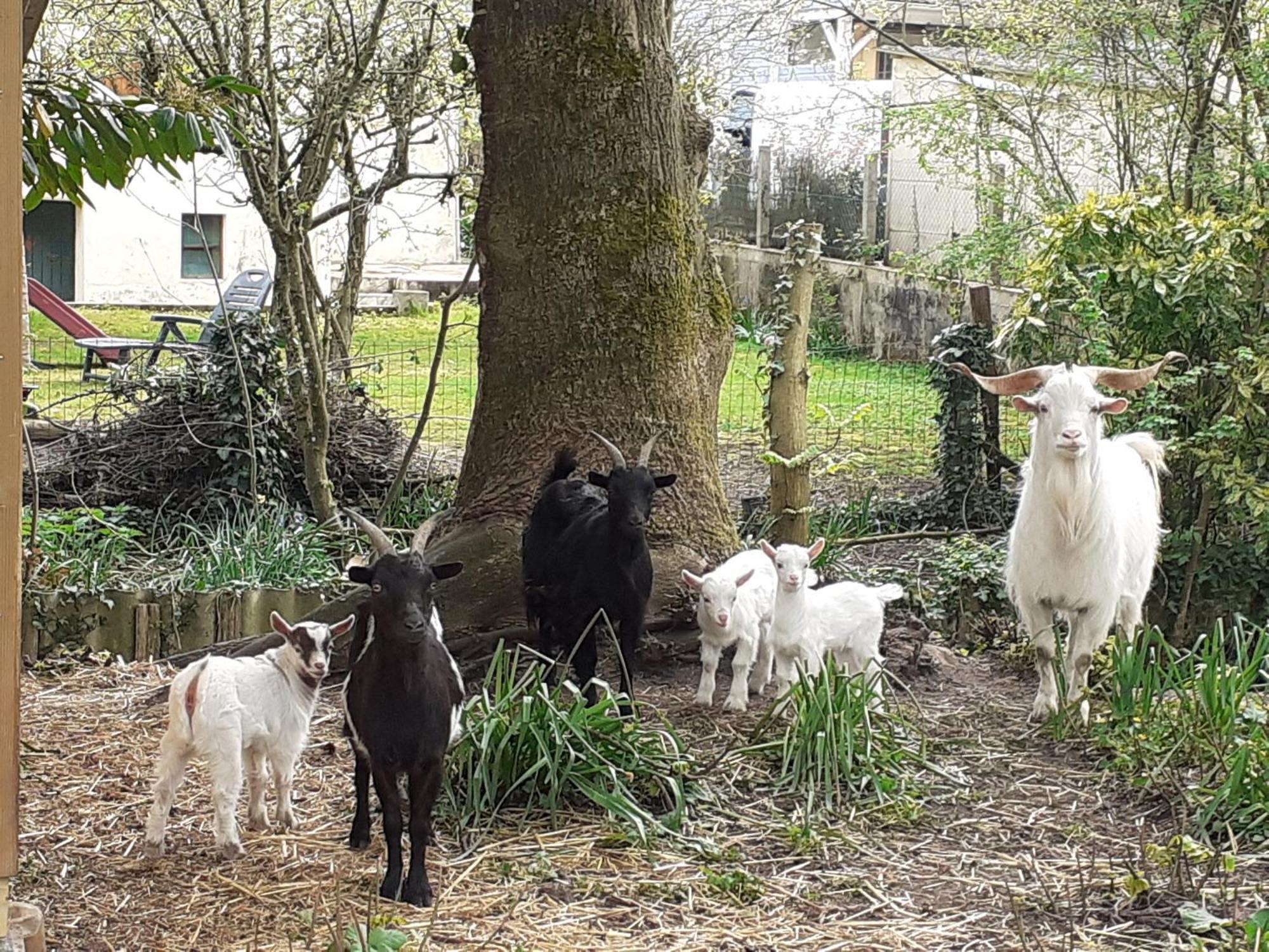 Gite De Charme Proche Du Mans Pour 6 Pers., Commerces A Pied, Tout Equipe - Fr-1-410-258 Cérans-Foulletourte Exteriör bild